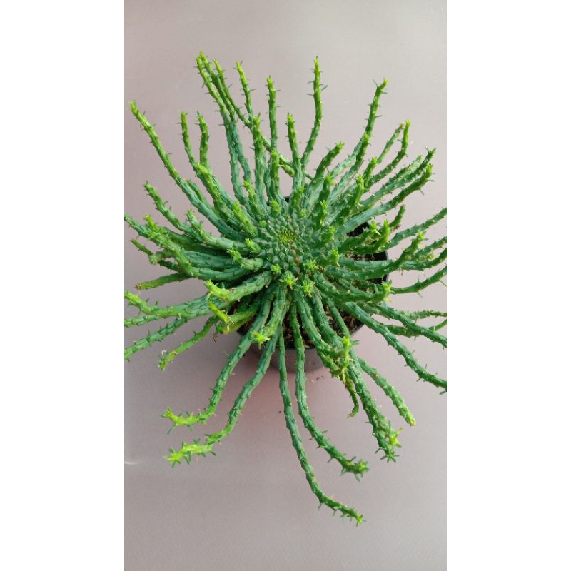 Kaktus Sukulen Euforbia Caput Medusa Murah