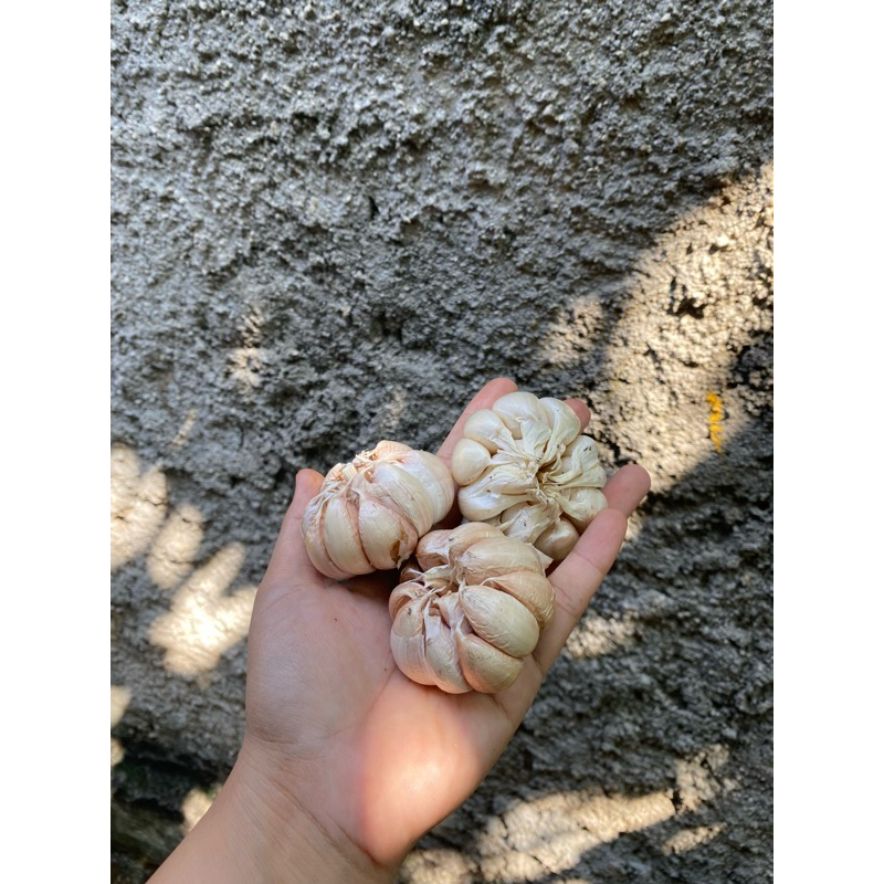 

KIRIM INSTAN Bawang putih banci segar 250gr