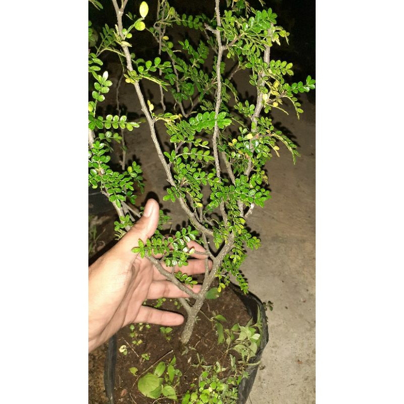 

lada lada bonsai