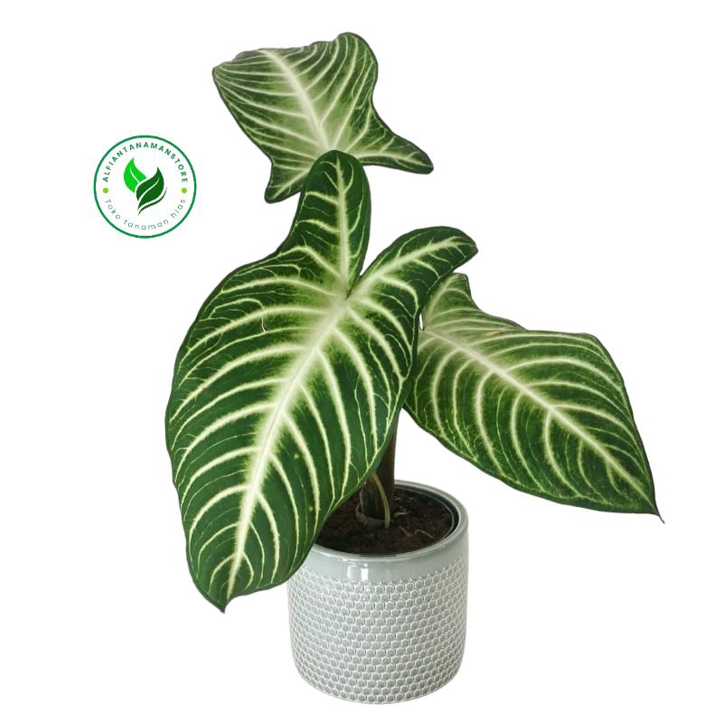 [BISA COD] Tanaman Hias Caladium Xanthosoma Lindeni - Caladium Xanthosoma