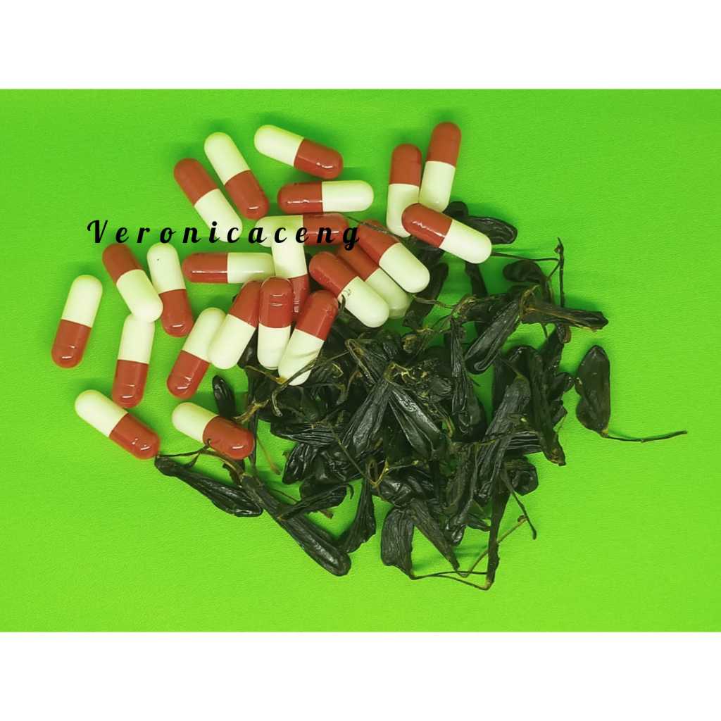 EMPEDU ULAR COBRA SUPER ASLI 100% / SE DAN / OBAT GATAL