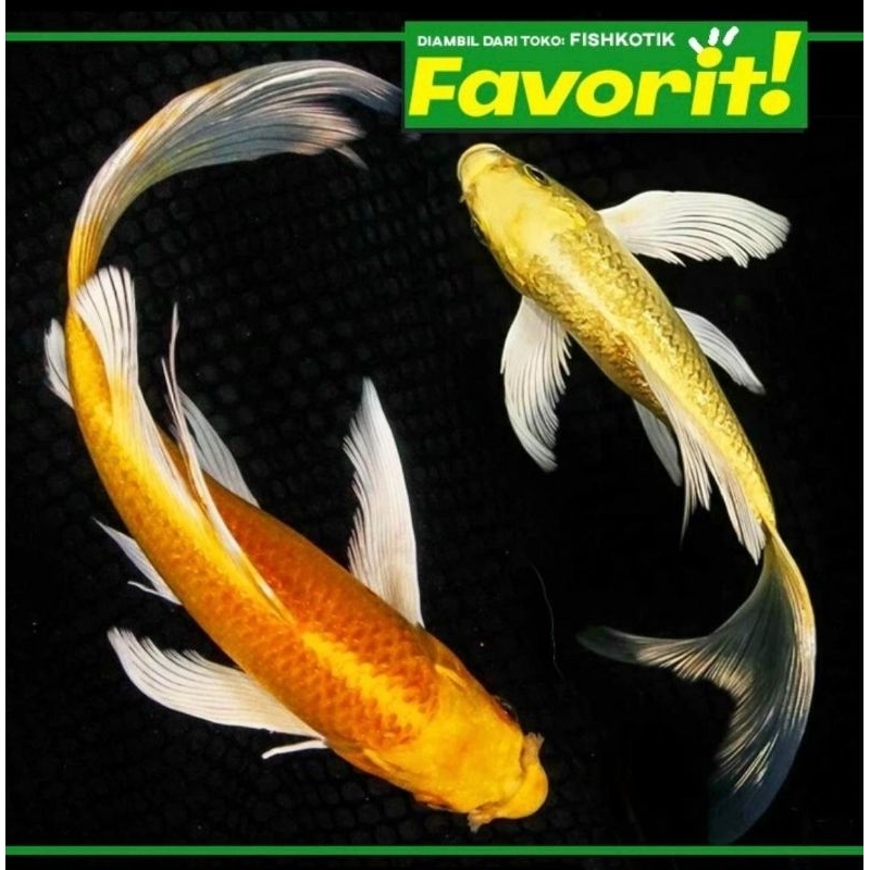 Golden koi (M)  Slayer Ikan Hias Kolam Aquascape Hiasan Aquarium