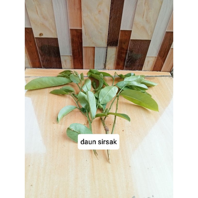

daun sirsak segar per 100 lembar