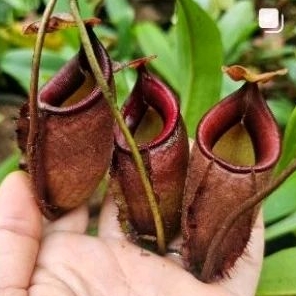 

talangensis x mirabillis var globosa BE