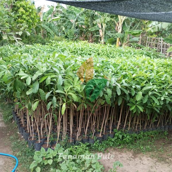 Bibit Tanaman Pohon Pule Pulai Siap Tanam