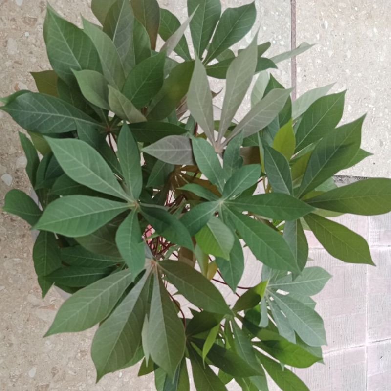 

Daun singkong asli desa
