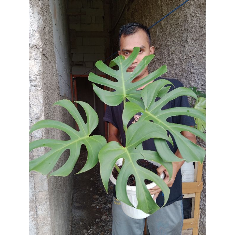 Tanaman Hias Monstera Brazilian Form