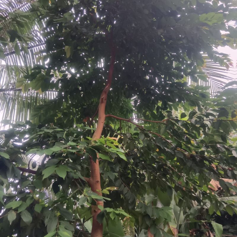 

daun salam perpak murah banyak