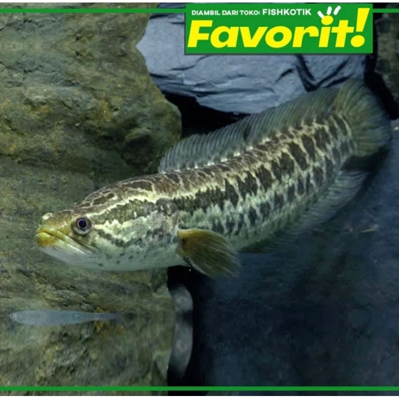 Baby Channa Striata Ikan Hias Predator Hiasan Aquarium Aquascape Air Tawar