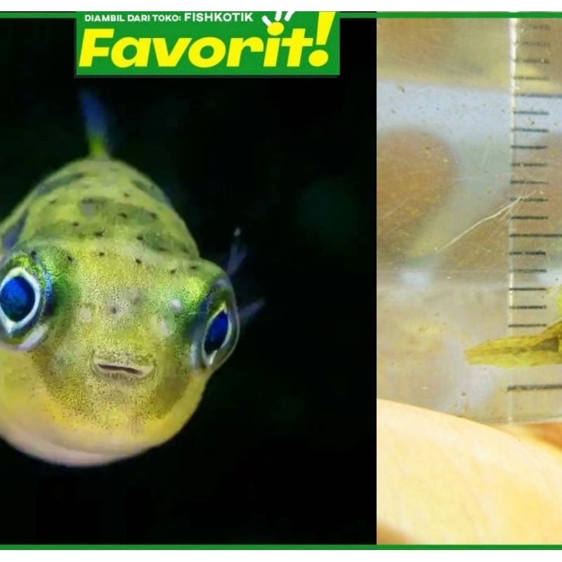 Baby Fahaka Puffer Fish Ikan Hias Buntal Aquascape Hiasan Aquarium