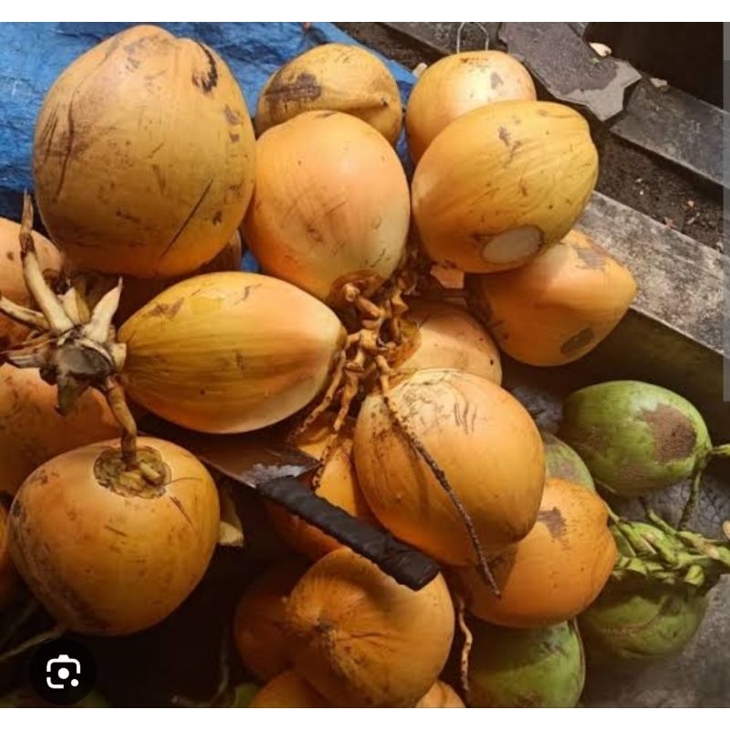 

Kelapa nyuh gading/gadang bali untuk melukat