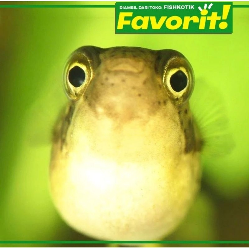 Mini Puffer Fish Ikan Hias Aquascape Hiasan Aquarium Tanaman Air Tawar