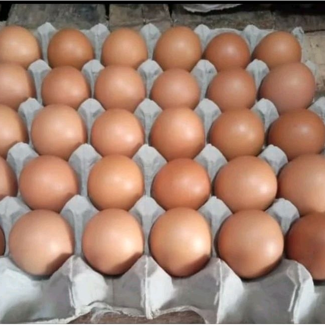 

telur ayam ras ( size S) / papan