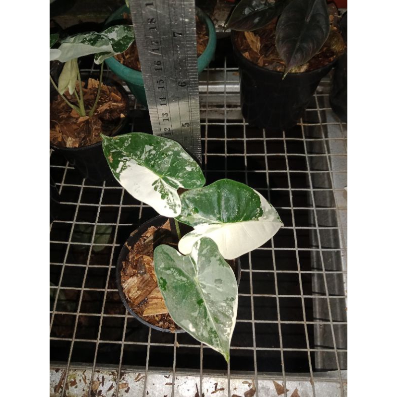 alocasia frydek variegata