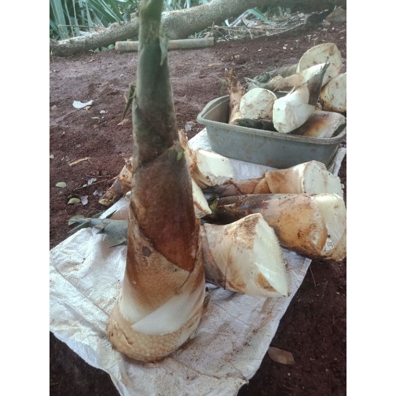 

rebung sayur bambu petung