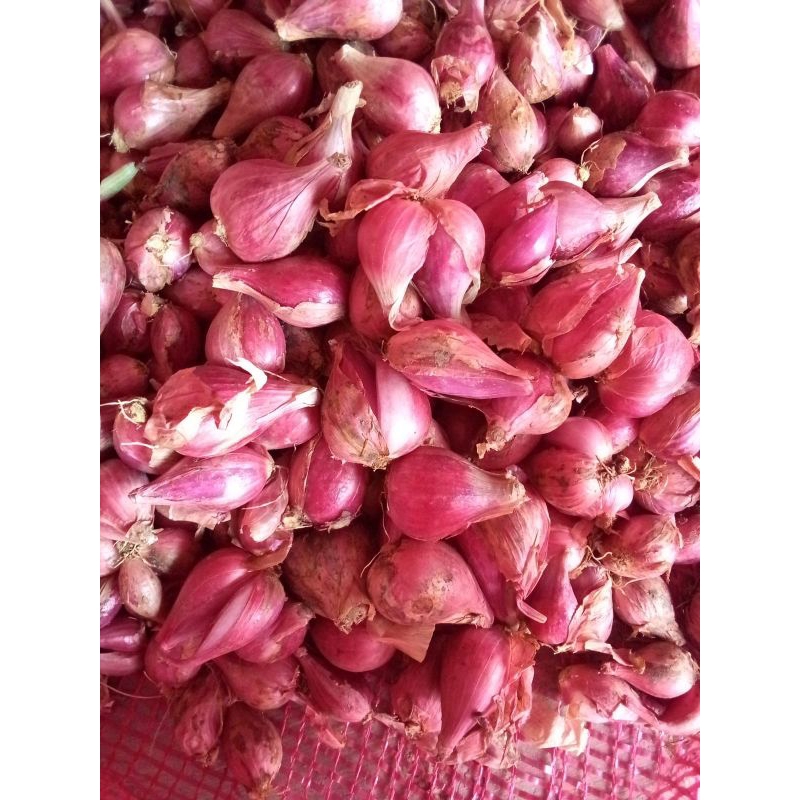

bawang merah brebes asli