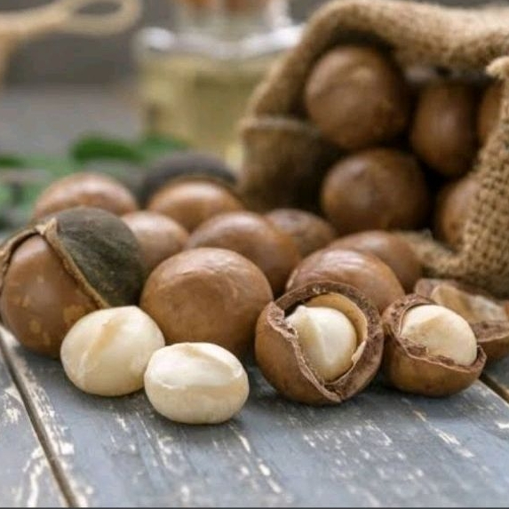 

kacang makadamia panggang 1kg / Roasted macadamia