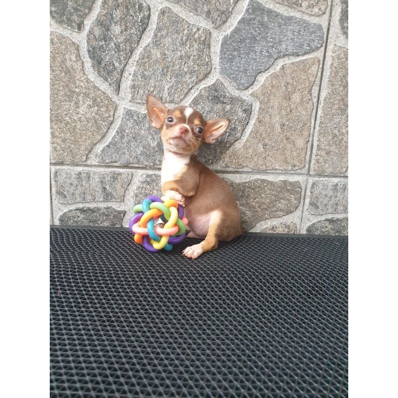 anakan anjing Chihuahua