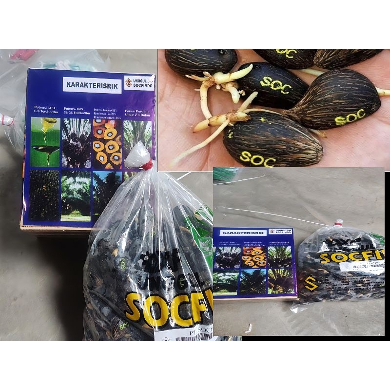 BIBIT KECAMBH KELAPA SAWIT SOCPINDO UNGGUL