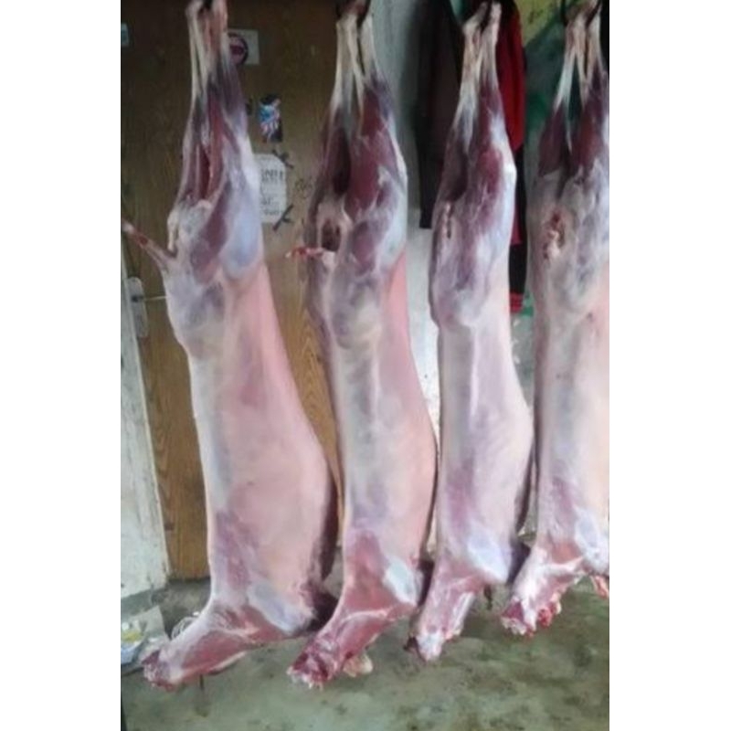 

Karkas Kambing Muda