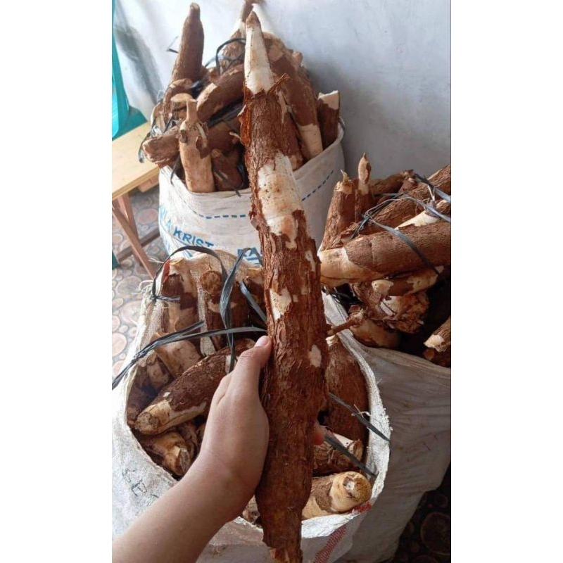 

singkong ketan mentah 1kg ukuran besar