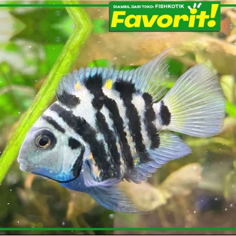 Blue Polar Parrot Indukan Cichlid Ikan Hias Aquascape Hiasan Aquarium Tanaman