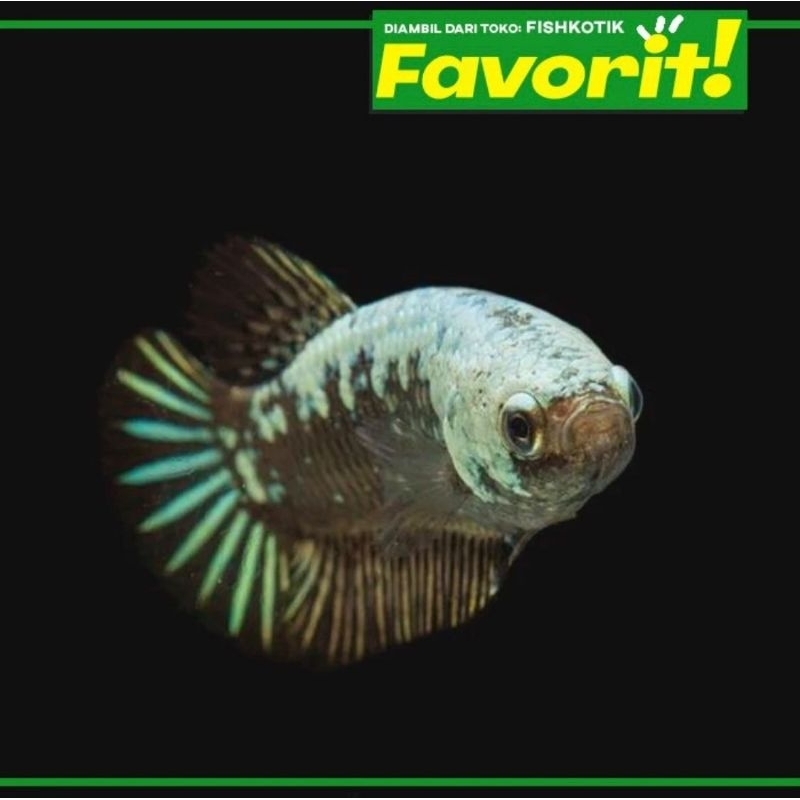 Cupang Black Samurai Betina Ikan Hias Aquascape Hiasan Aquarium Air