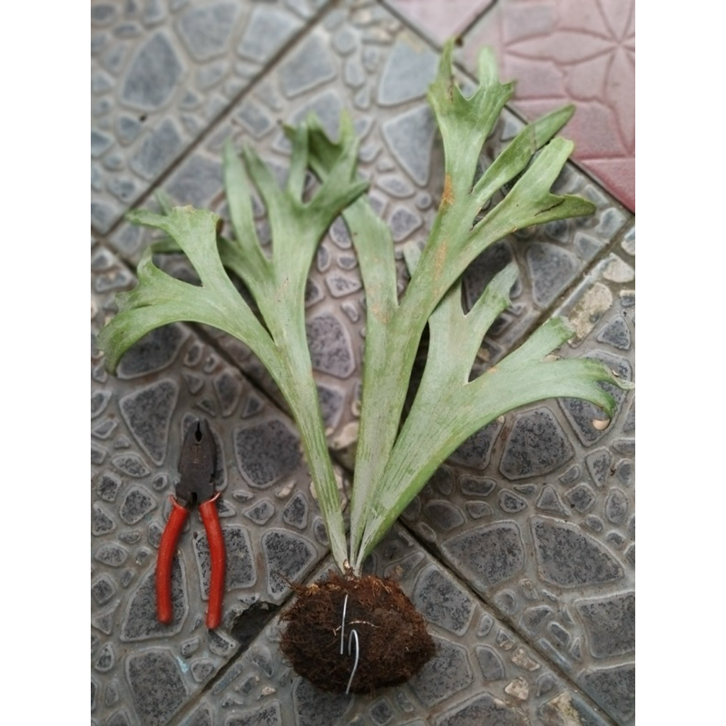 Platycerium Willinckii Roll | Tanaman Hias | Plant Platycerium