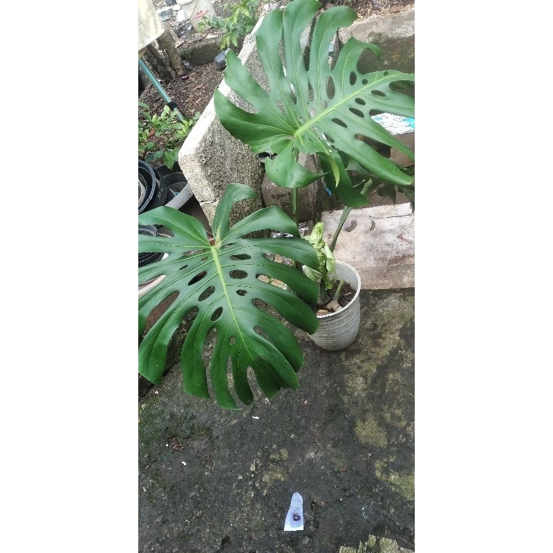 monstera king varigata
