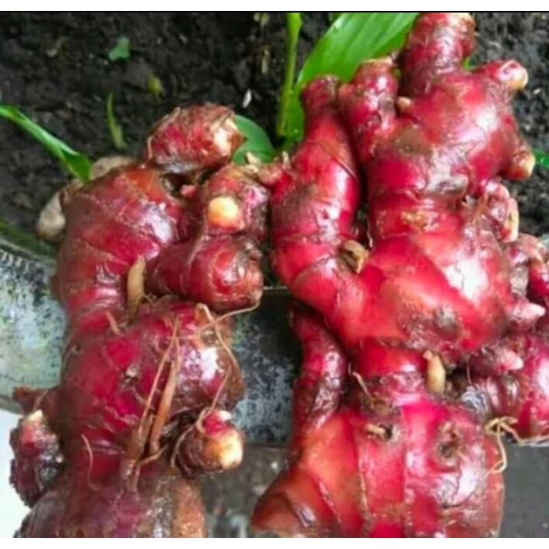 

rimpang jahe merah 1kg tanaman yang kaya banyak manfaat