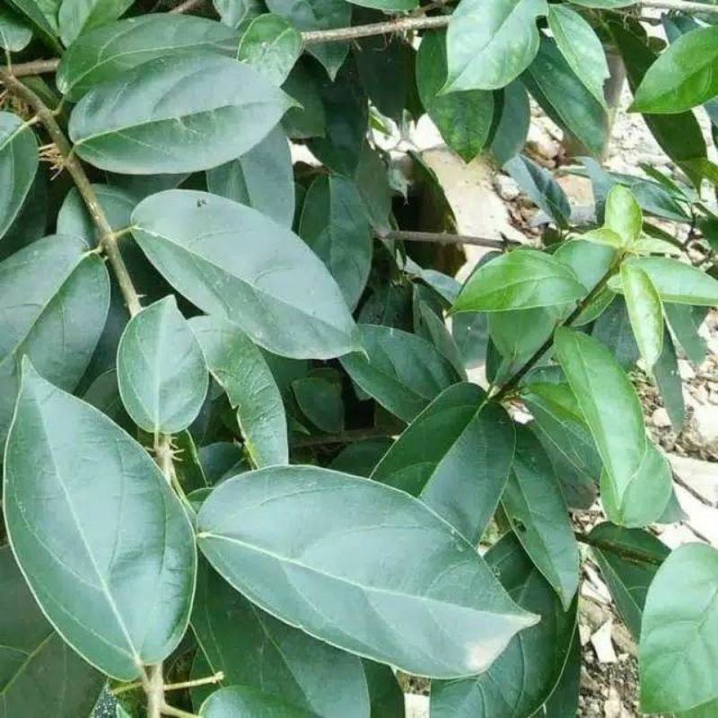 

(100gr) Daun Cincau Rambat Daun Cincau Hijau Jely Jeli SEGAR