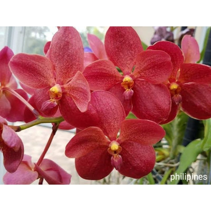 Anggrek vanda merah bunga besar