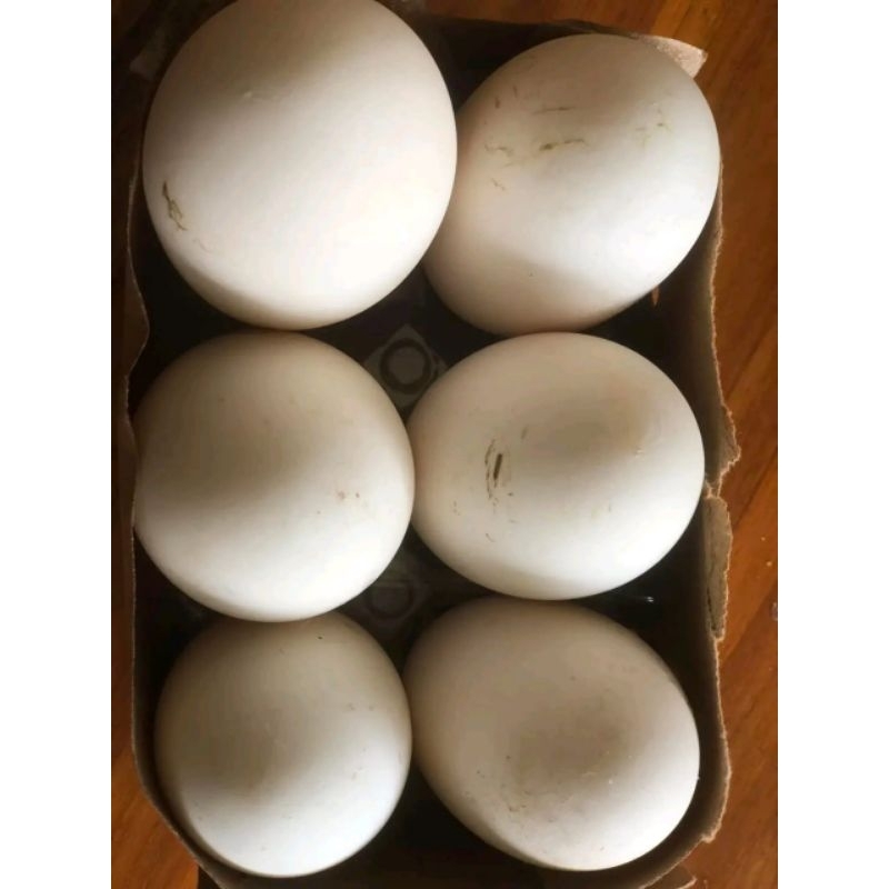 

TELUR ANGSA SOANG TEMBUHUK/BUSUK