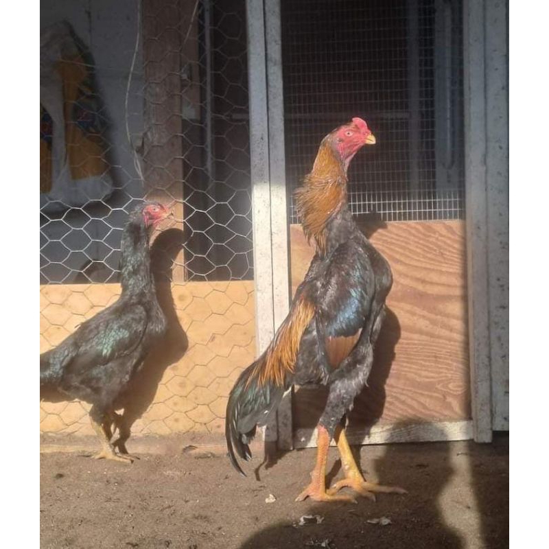 Materi Kandang Shamo Eropa Anakan Ayam Tulangan Tebal Besar Trah import