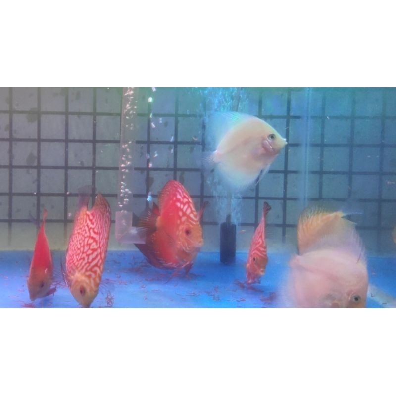 Discus white diamond