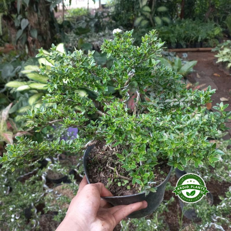 Tanaman Hias Bonsai Mirten - Pohon Bonsai Mirten - Tanaman Bonsai Mirten Plus Pot