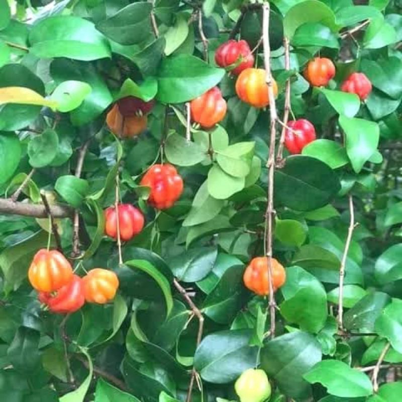 bibit buah dewandaru / cermai belanda