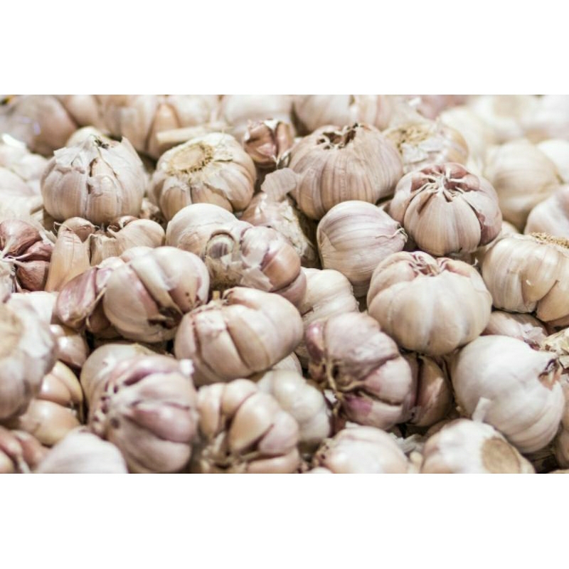 

Bawang Putih
