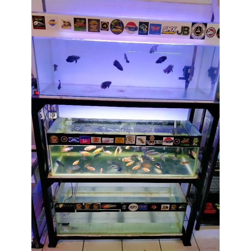 Aquarium full set rak besi hollo