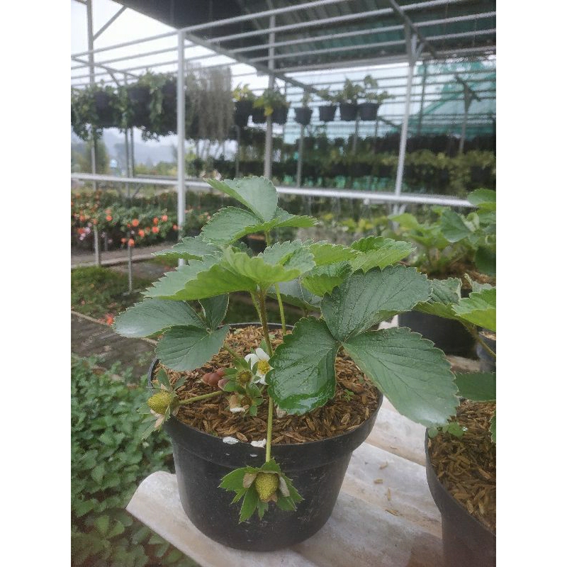

bibit strawberry merlan berbuah