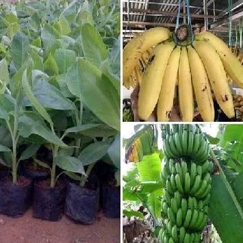 Bibit pisang mini cebol morosebo - pisang pendek bisa berbuat meskipun pohon pendek