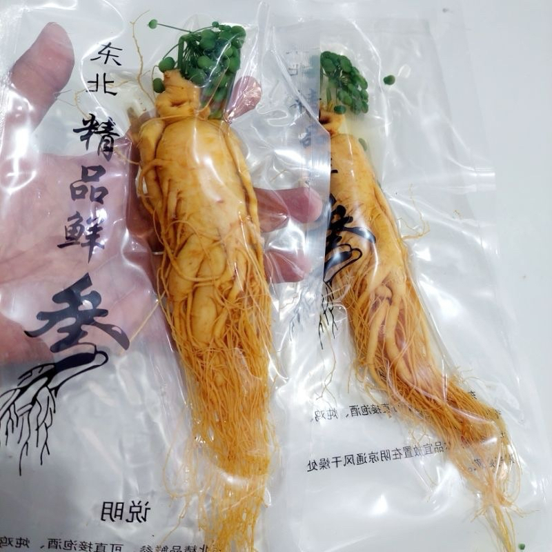 200gr (Fresh Ginseng Korea ) Akar ginseng hidup asli Korea/ Akar ginseng korea utuh