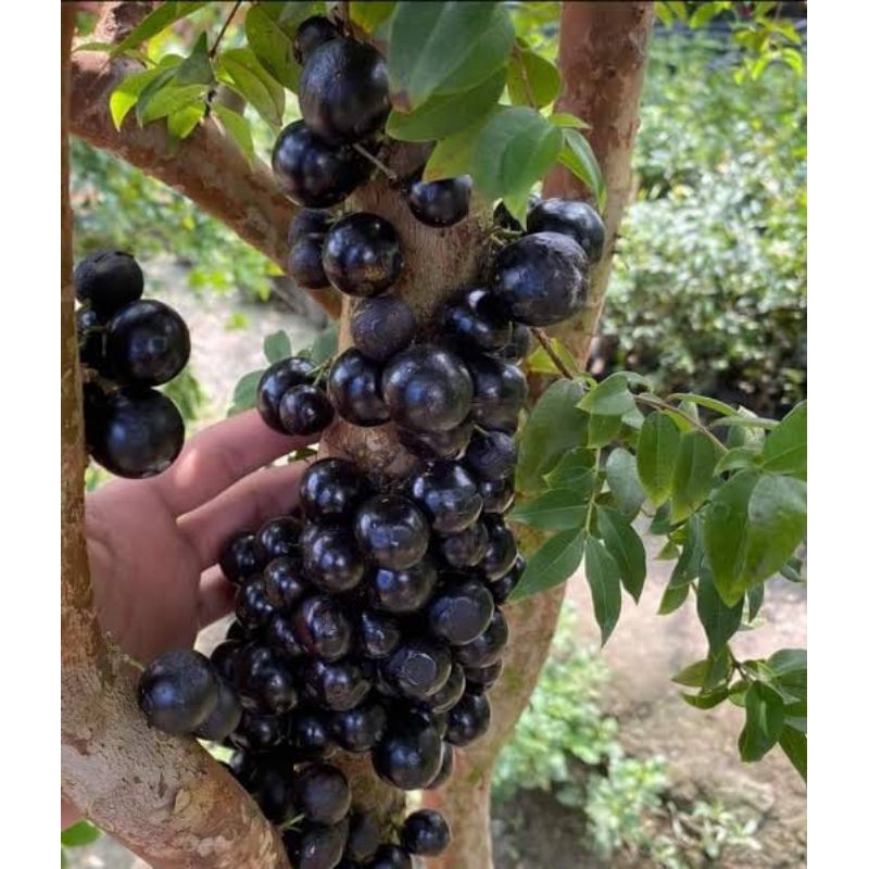 bibit anggur Brazil hasil cangkok