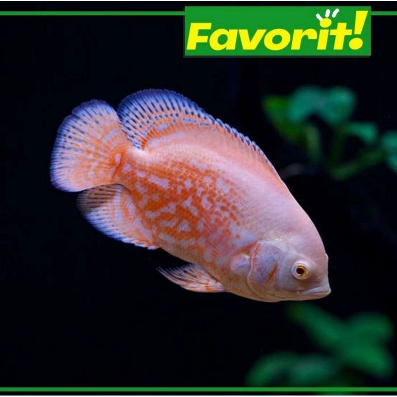 Ikan Hias Predator Oscar Tiger Albino Hiasan Aquarium Aquascape Size M