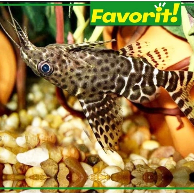 Ikan Hias Synodontis Catfish Hiasan Aquarium Aquascape Unik dan Lucu