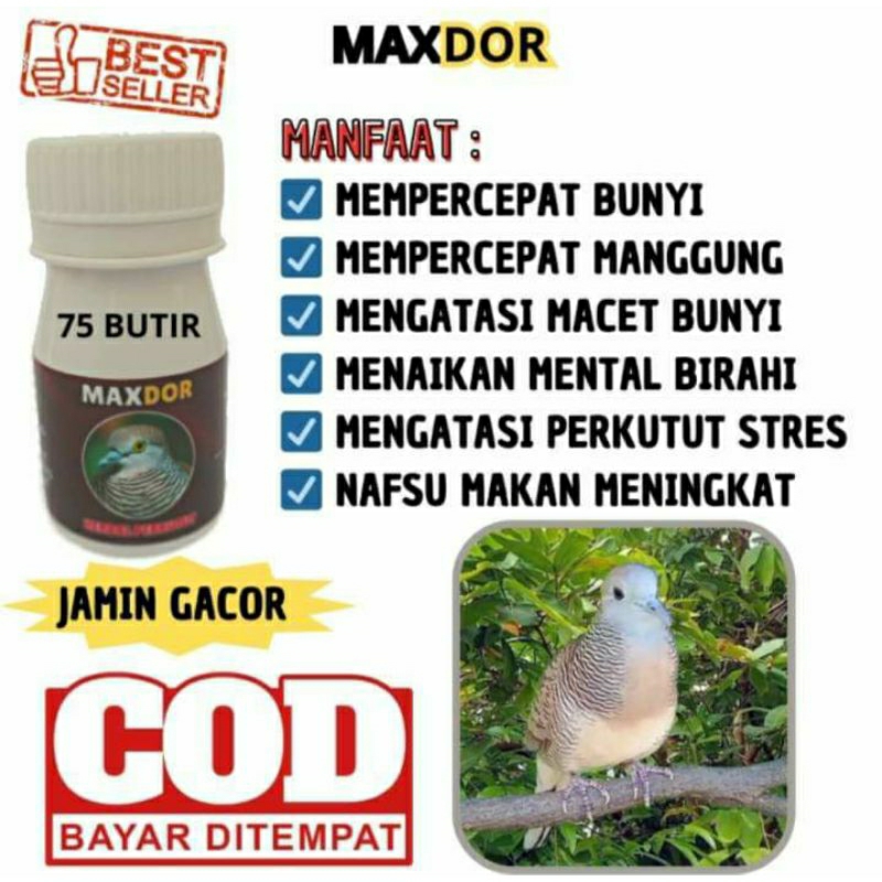 penggacor perkutut