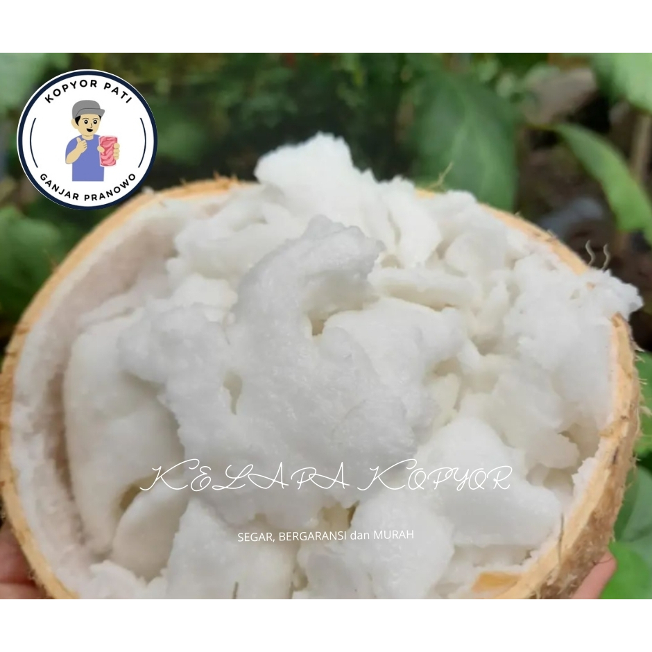 

kelapa kopyor murah size 57-58CM