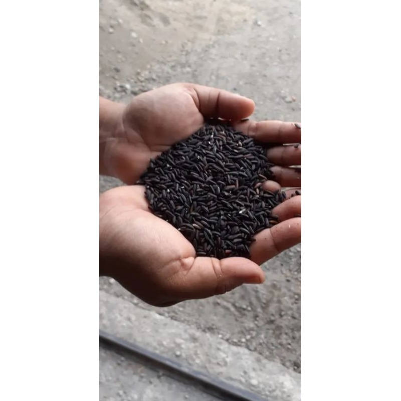

ketan hitam grosir