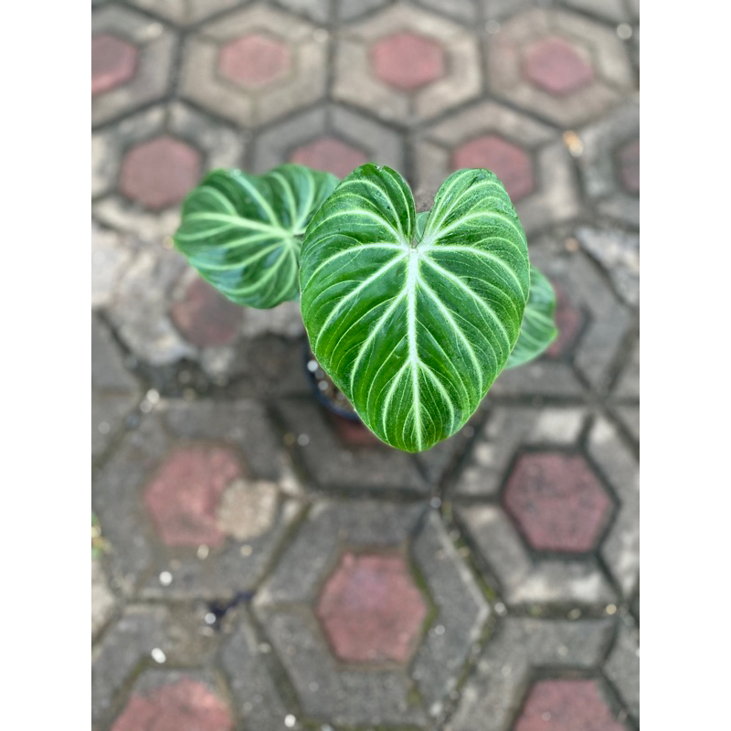philodendron gloriosum white veins