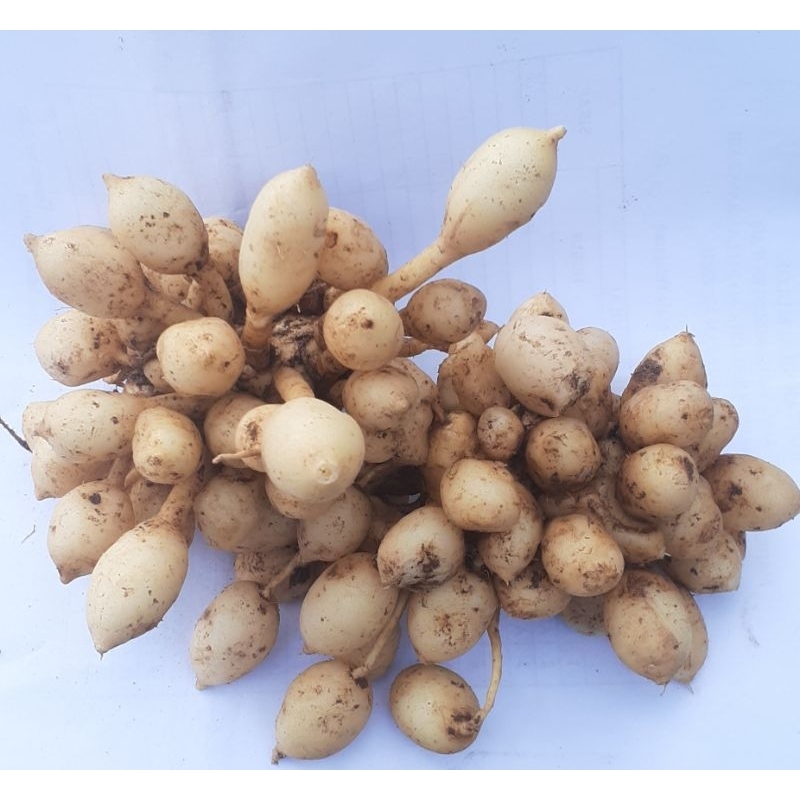 

Kuyit Putih (Kaempferia Rotunda) fresh 500gr